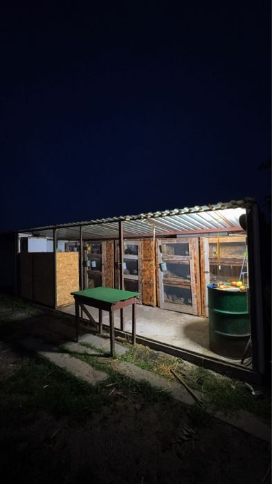 Vand custi pentrh iepuri