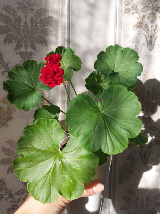 Комнатные растения