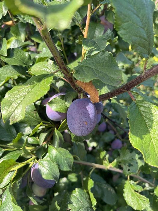 Prune pentru palinca