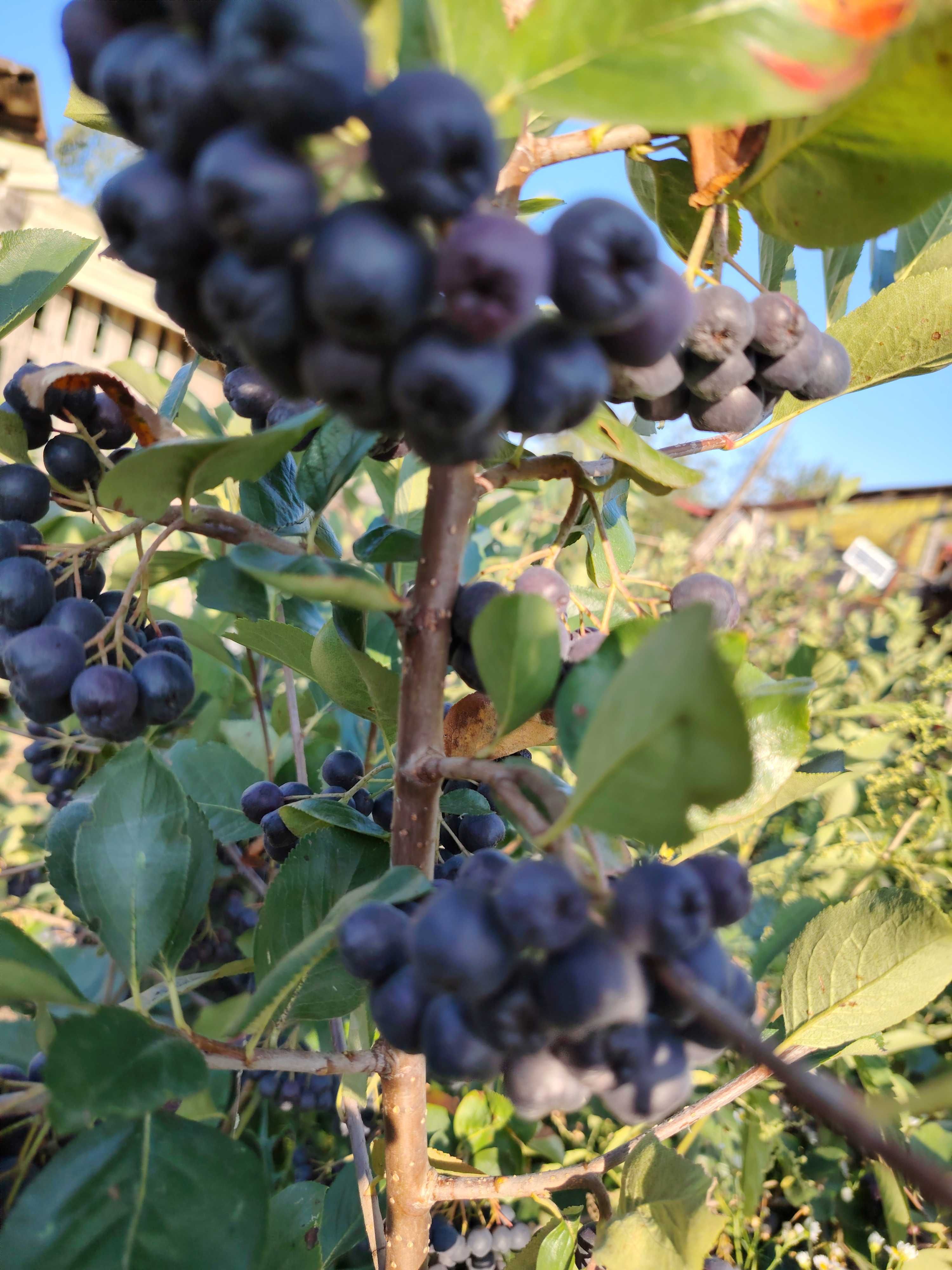 Vand aronia      .
