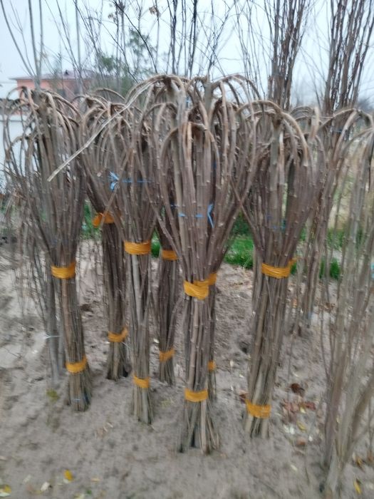 Ёлки и другие саженцы