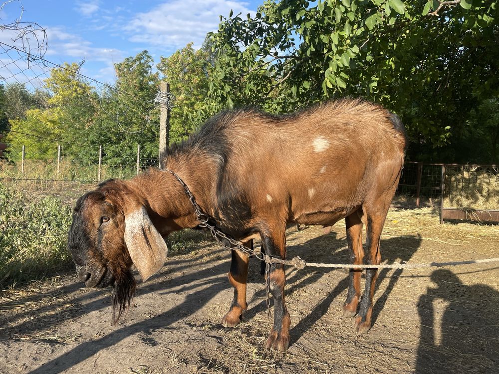 Vand țap din rasa ANGLONUBIAN sau schimb cu OI