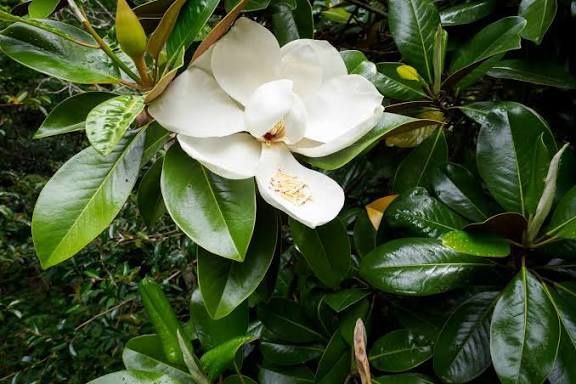 Magnolie grandi flora