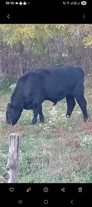 Taur Angus Pedeegre castrat