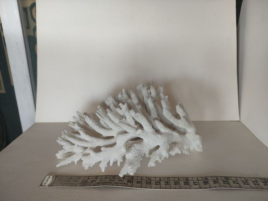 Натуральный коралл Acropora