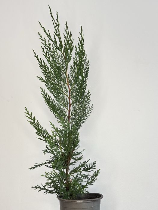 LEYLANDII – gard viu rapid, verde tot anul