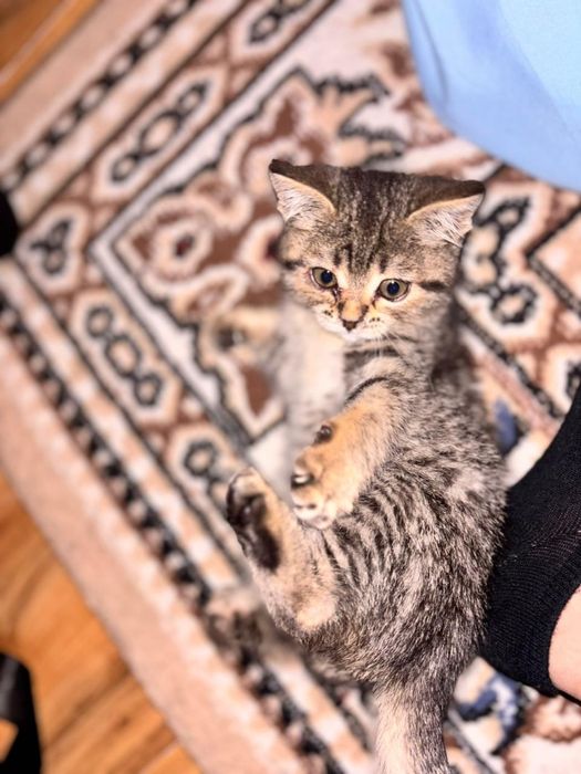 Келисим бар. Уйретилген