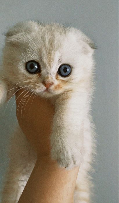 Mushuklar sotiladi / Продаются котята