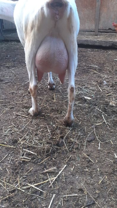 Vind capre anglo nubiane și țap anglo nubieni