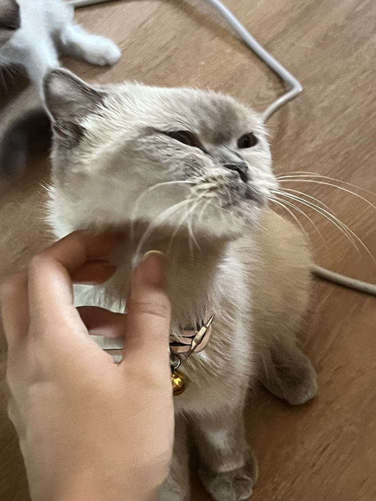 Продается кошка skottish strayt okras point