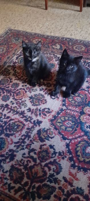 Отдам котят добрым любящим животных людям