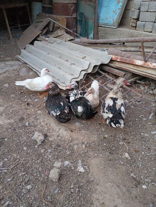 Induk O‘rdeklar Damashniy