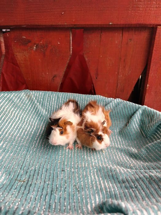 Pui de porcușori de Guineea Frezați