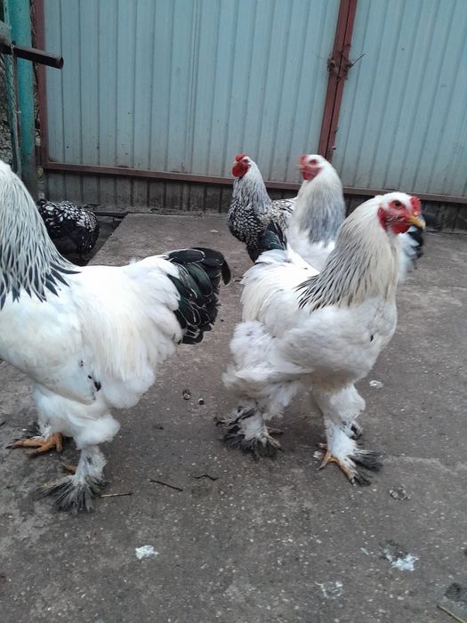 Vând cocosi brahman deschis