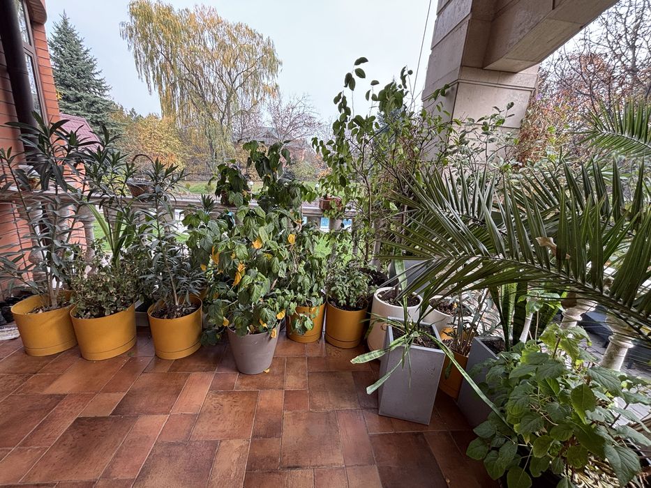 Комнатные растения