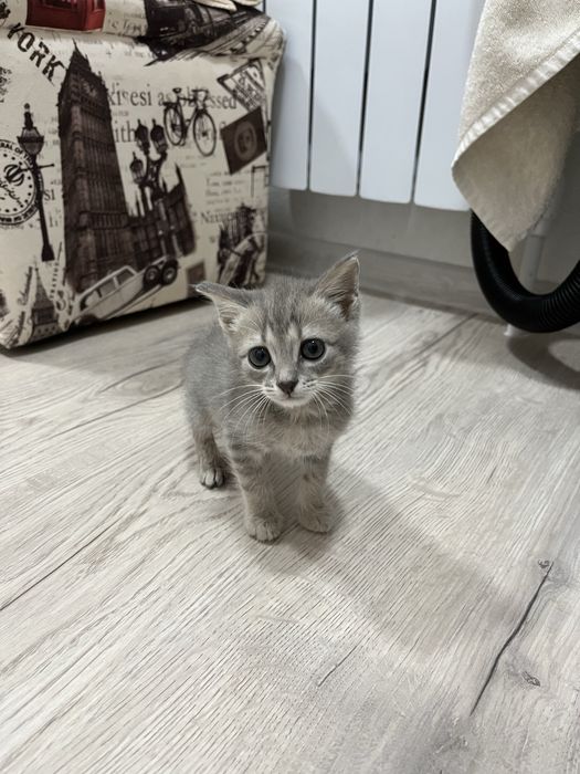 Отдам котенка 1,5 -2 мес