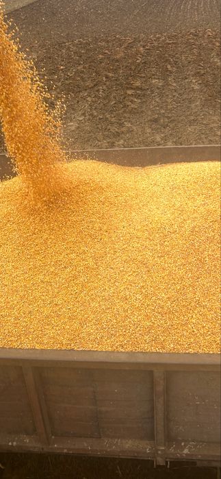 Vand porumb boabe anul 2025