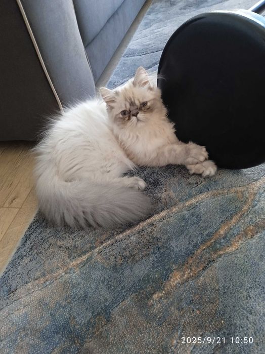 Персийски котенца