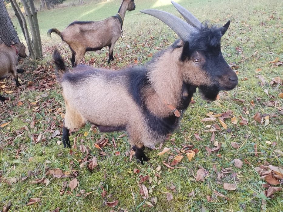 Vând țap de anul ăsta