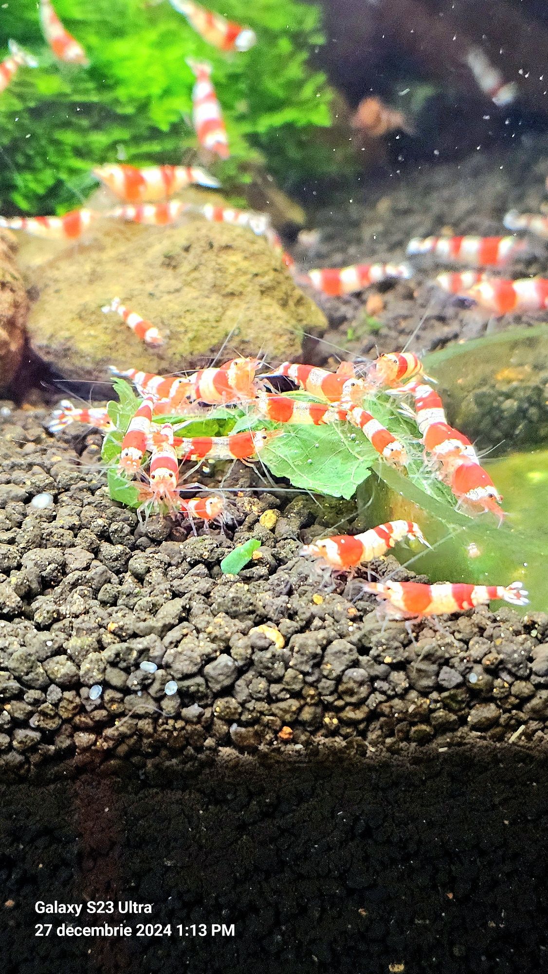 Creveti Red Crystal