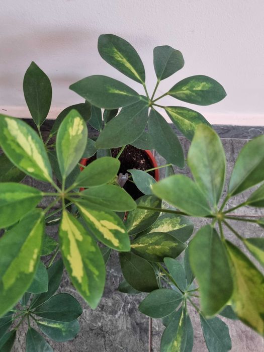 Цвете, домашно отгледано Шефлера