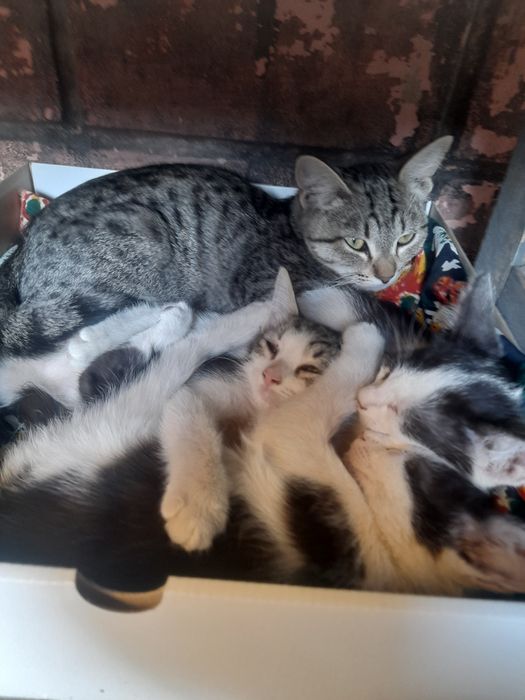 Одам котят в добрые руки бесплатно домашние приучены