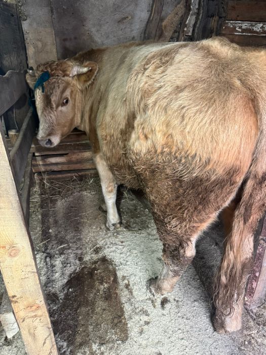 Продам Быков на откорме