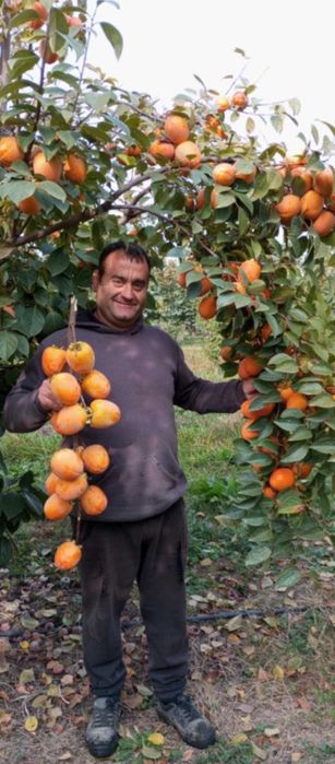 Nuc | kaki | lamai | portocal | cires | smochin| migdal