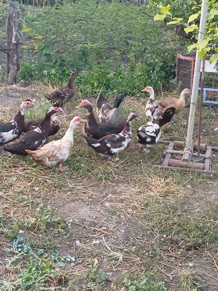 Vând rațe și rățoi.