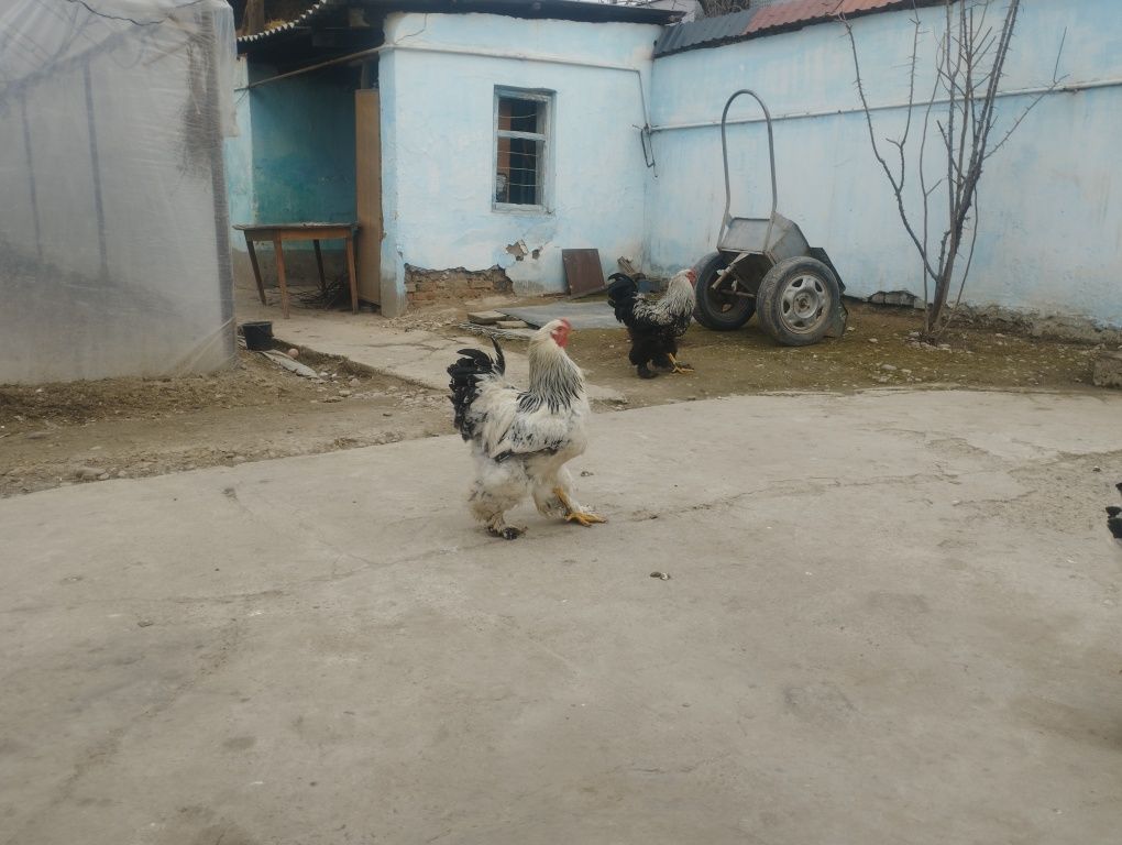 Брама товук тухумлари  сотилади