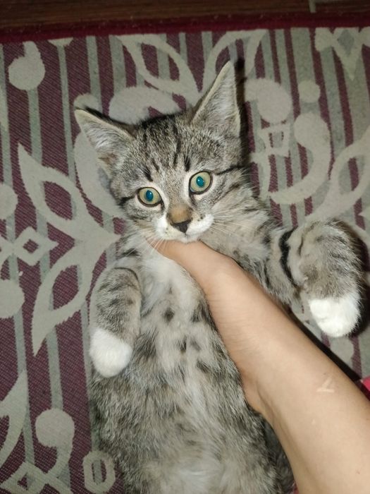 Отдам котят в хорошие руки