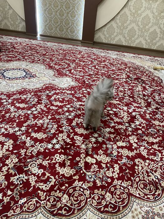Кошка британская длинношерстная, цена договорная