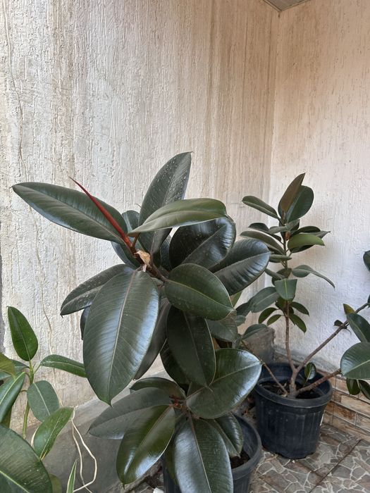 продается растения фикус