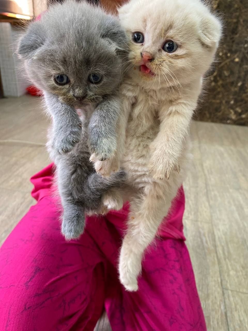 Продаётся  котята