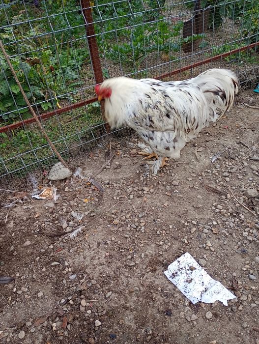Vând cocoș și găină brahma herminat deschis