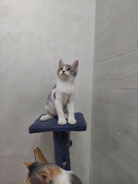 Котенок мальчик 2 месяца Ташкент