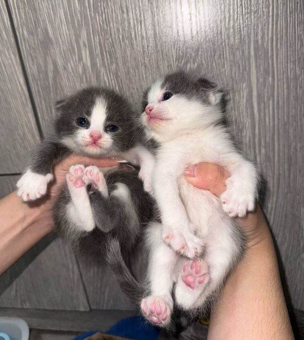 Продаются очаровательные вислоухие котята!