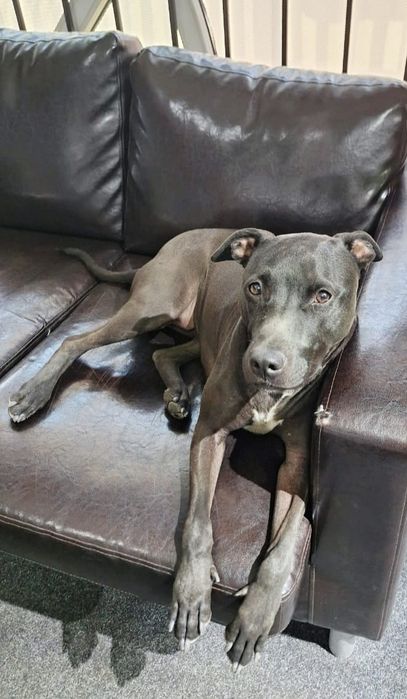 ПорОдиСтыЕ сОбаЧки ждут СтаРых или более ответственных новых хозяев