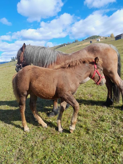 Vand manza, pe 15 face 5 luni