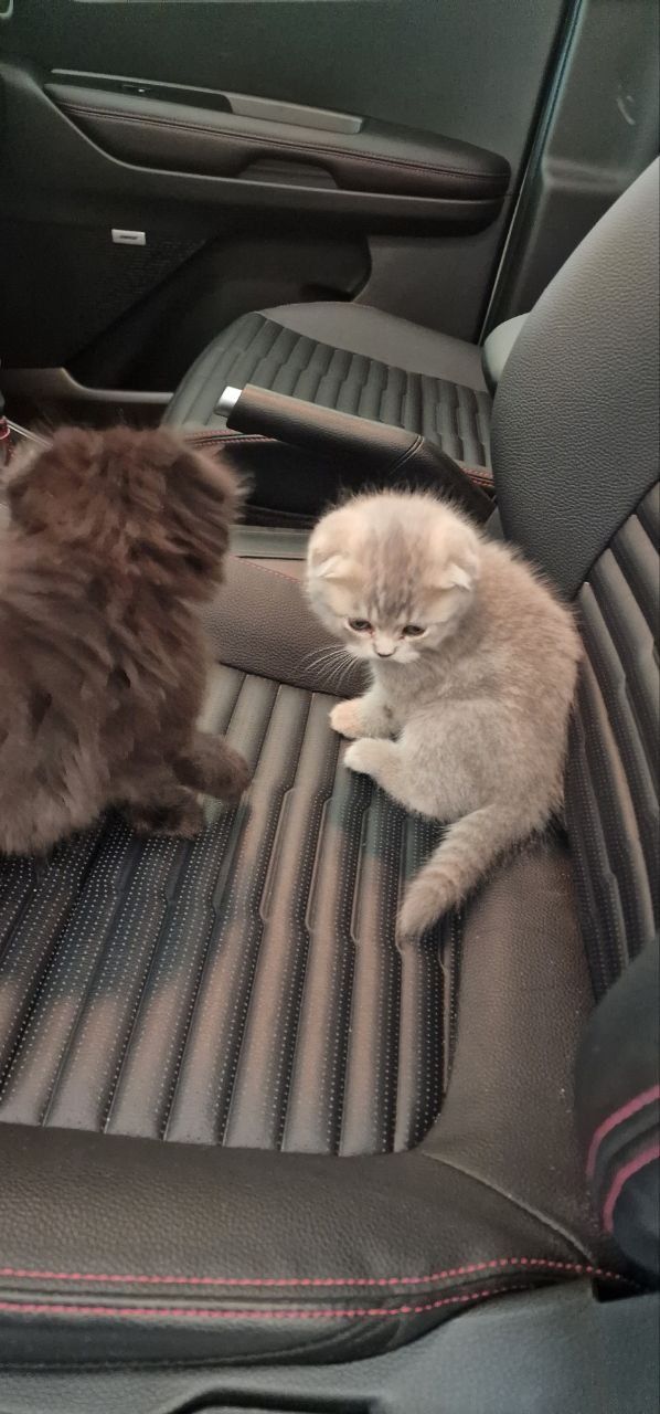 Чистокровные скотиш фолд