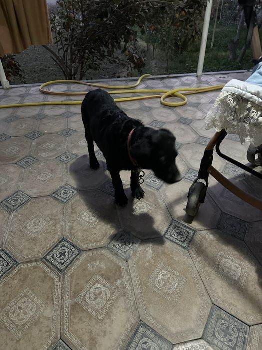 Лабрадор чистокровный