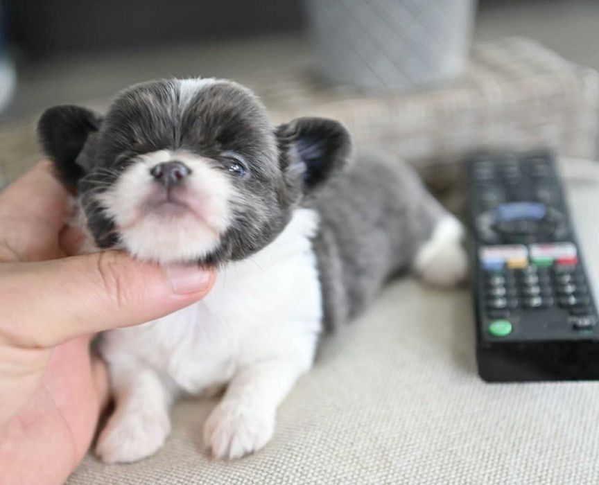 Женско мини чихуахуа бяло синьо