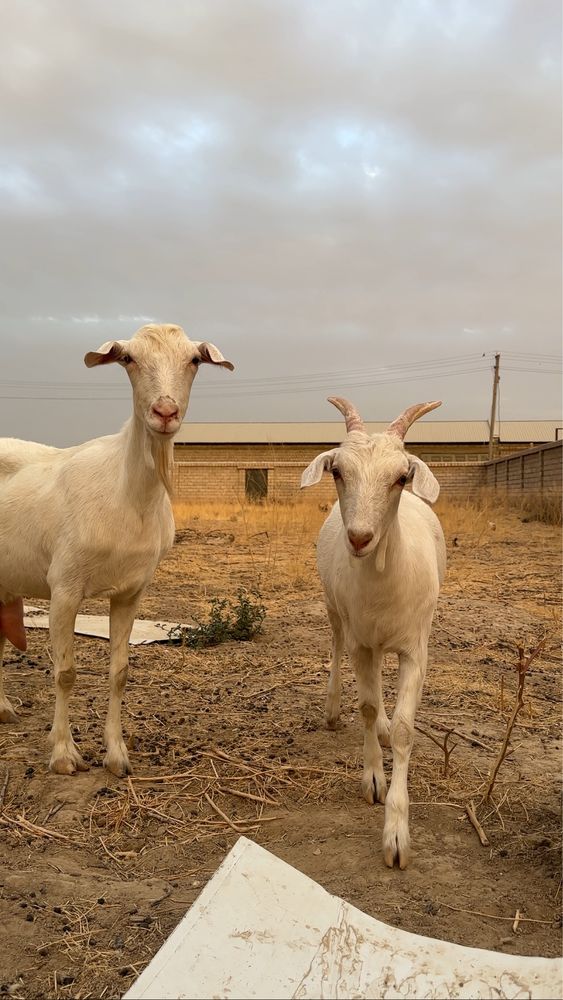 Zanen echkilarimiz “Basmala farm” fermasidan
