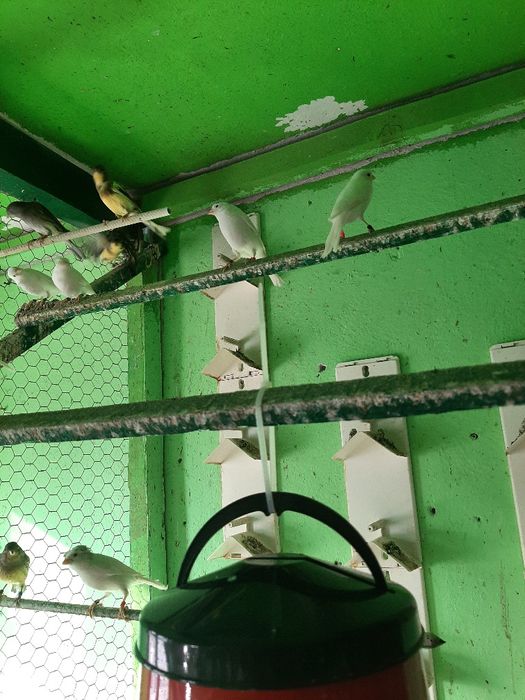 Canari femele rasa ORPHEUS