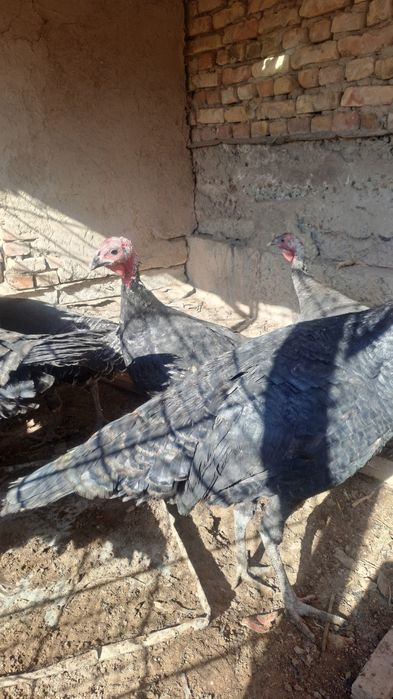 Tuya toviq   bahasi 350 000 ming kelishamiz