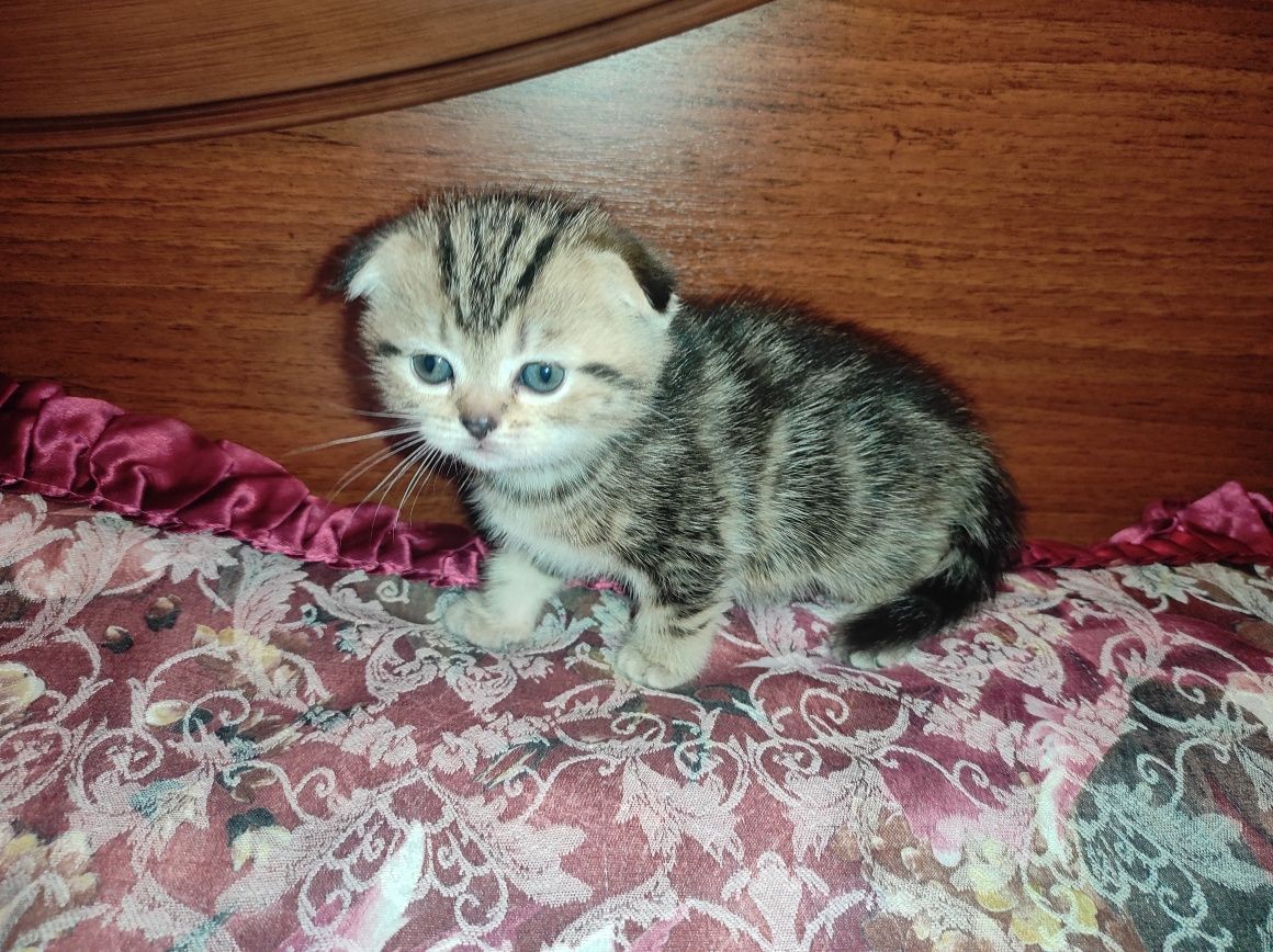 Продается кошечка.