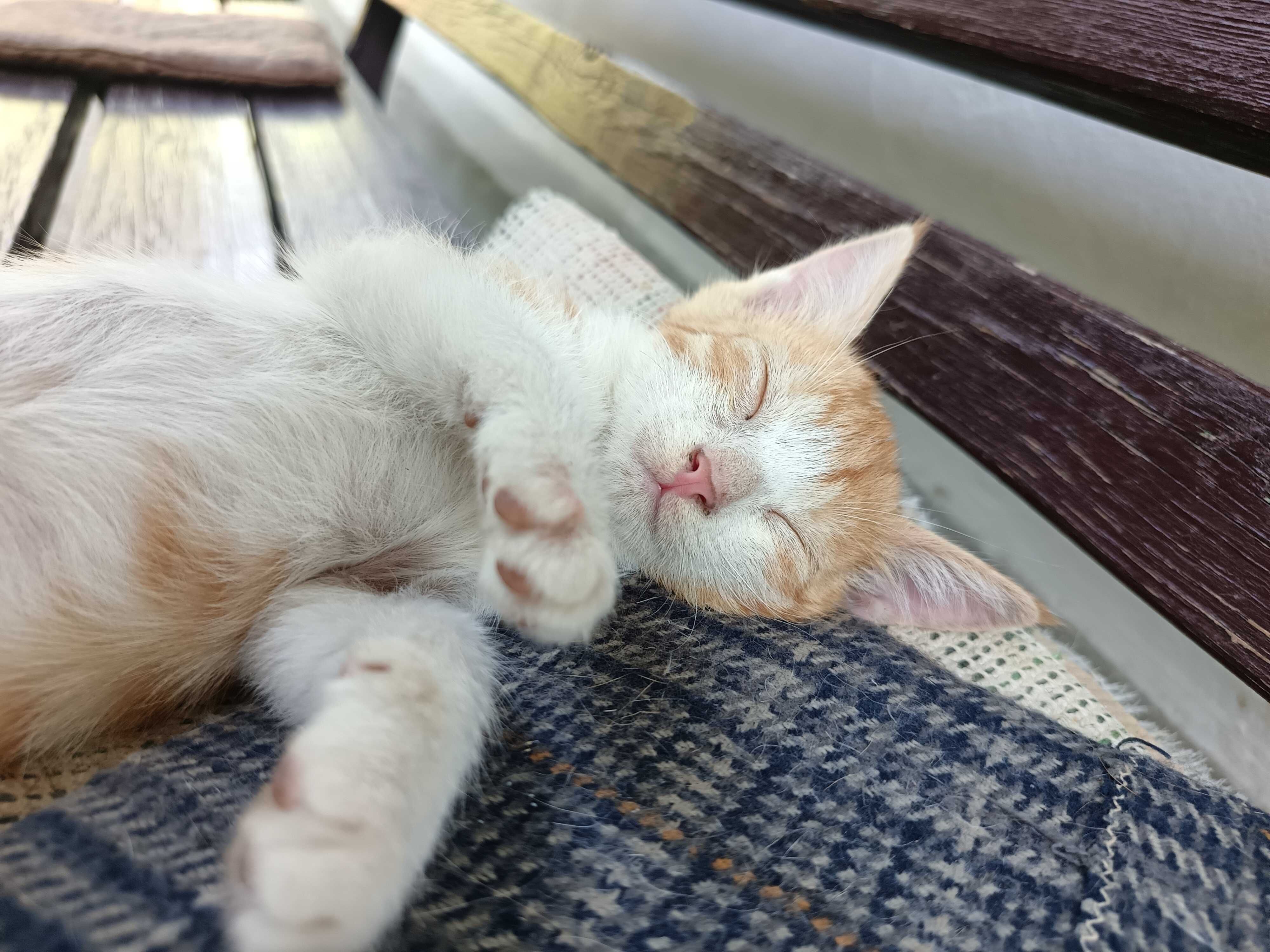 ищем дом котёнку