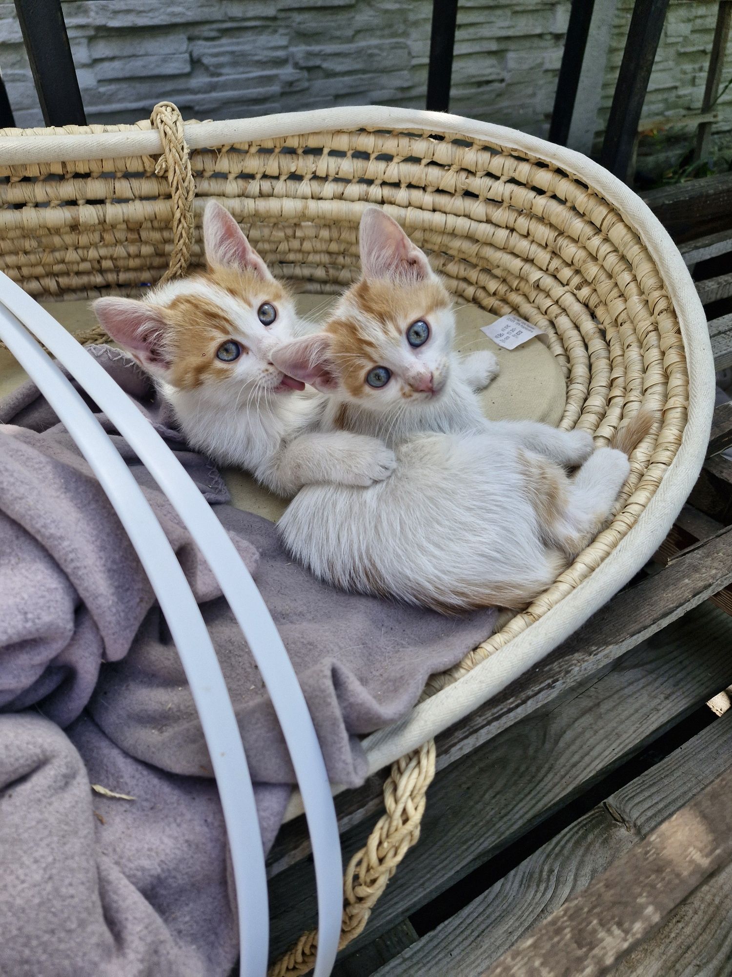 Подарявам малки котета