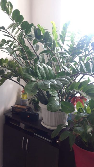 Долларовые цветы-денежный цветок. Замиокулькас.