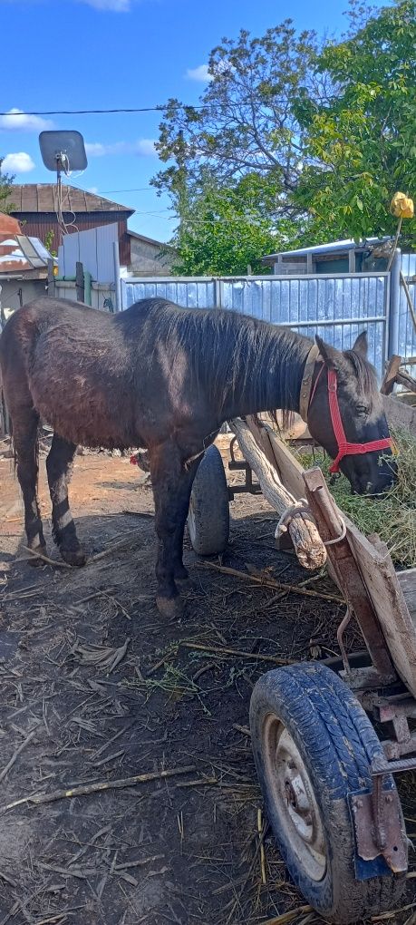 Cal în vârstă de 8 ani